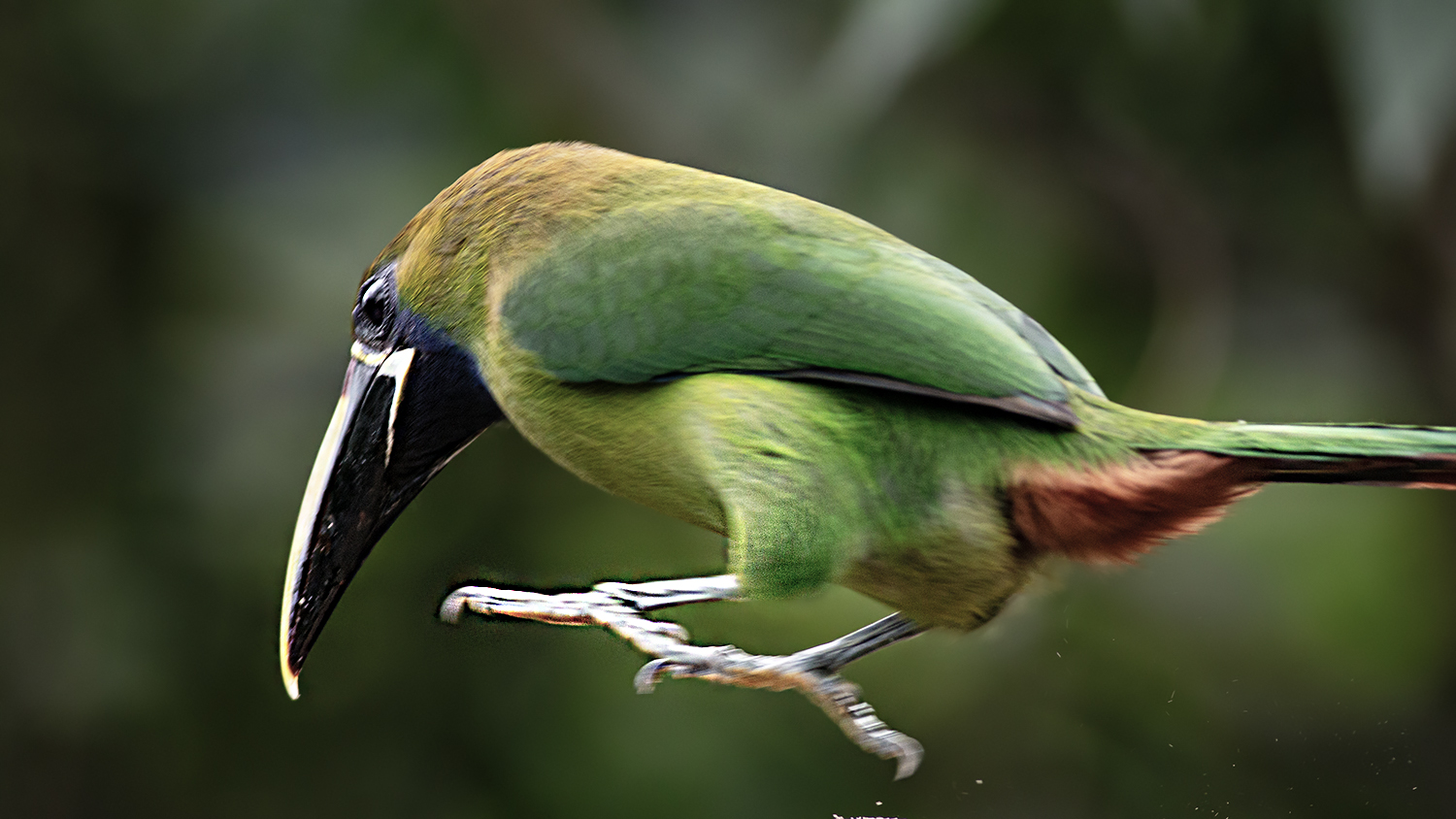 Northern Emerald-Toucanet